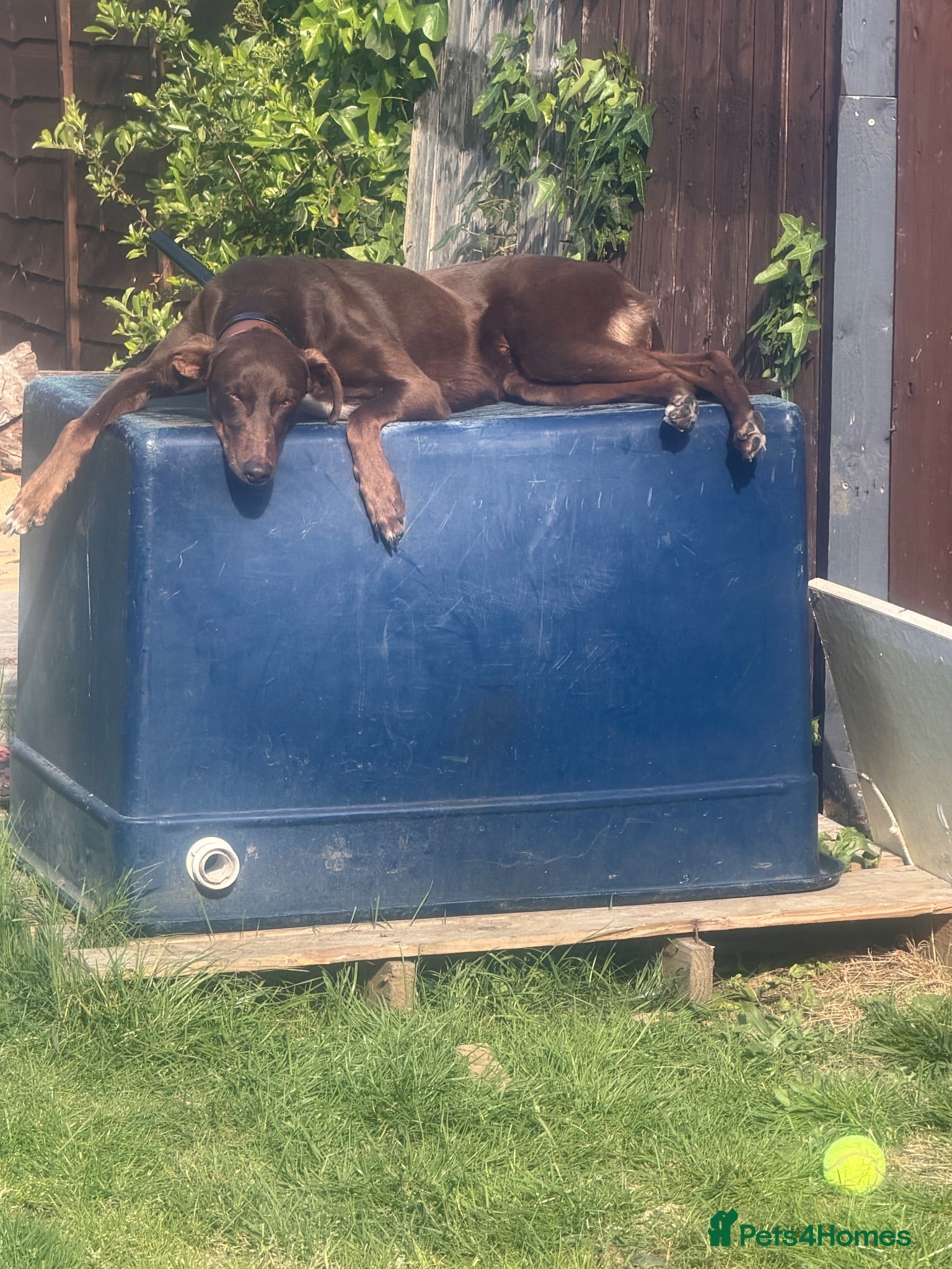 Mixed Breed dogs Rocky looking for his forever home - Advert 3