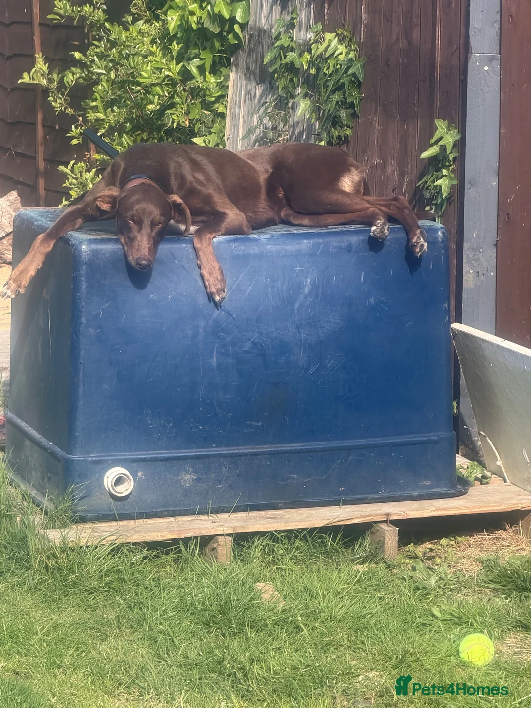 Mixed Breed dogs for sale: Rocky looking for his forever home - Advert 1