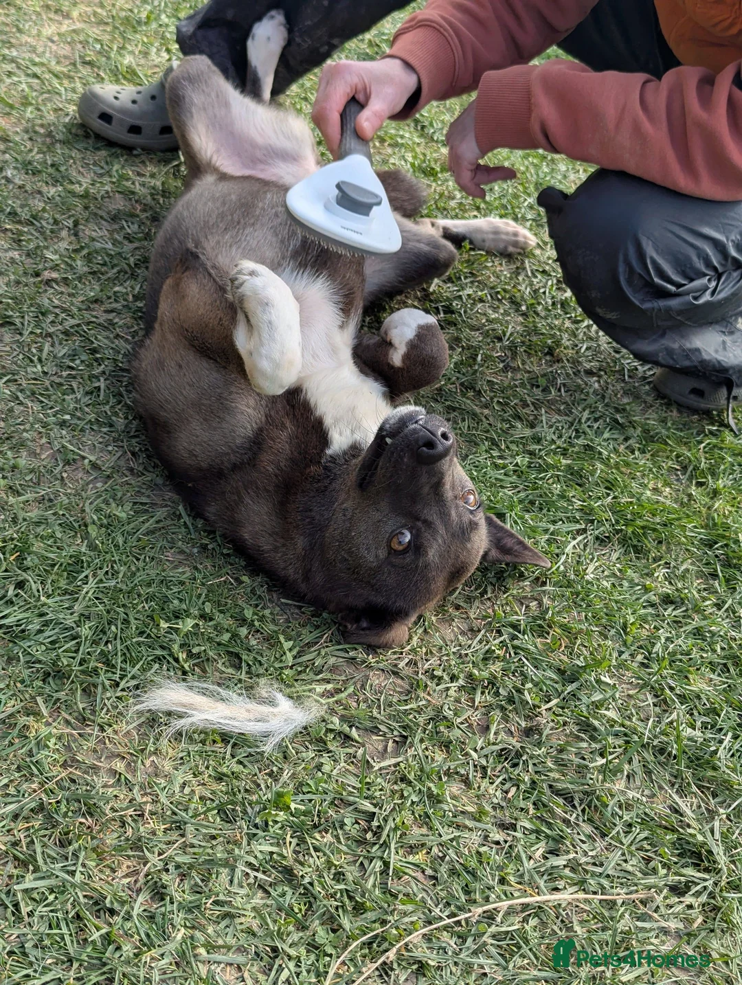 Mixed Breed dogs for adoption: Beautiful Bea for Adoption  - Advert 1