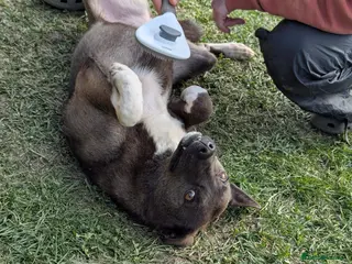 Mixed Breed dogs Beautiful Bea for Adoption - Advert 1