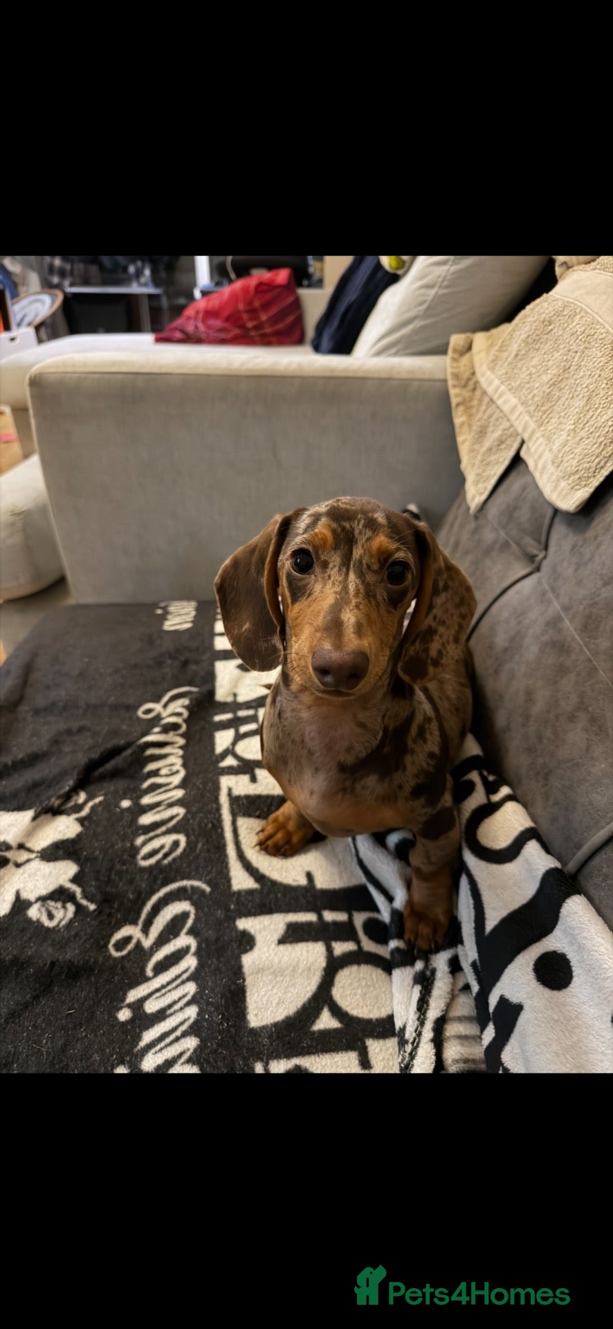 Dachshund dogs for sale: Pickles  - Advert 1