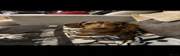 Dachshund dogs for sale: Pickles  - Advert 1
