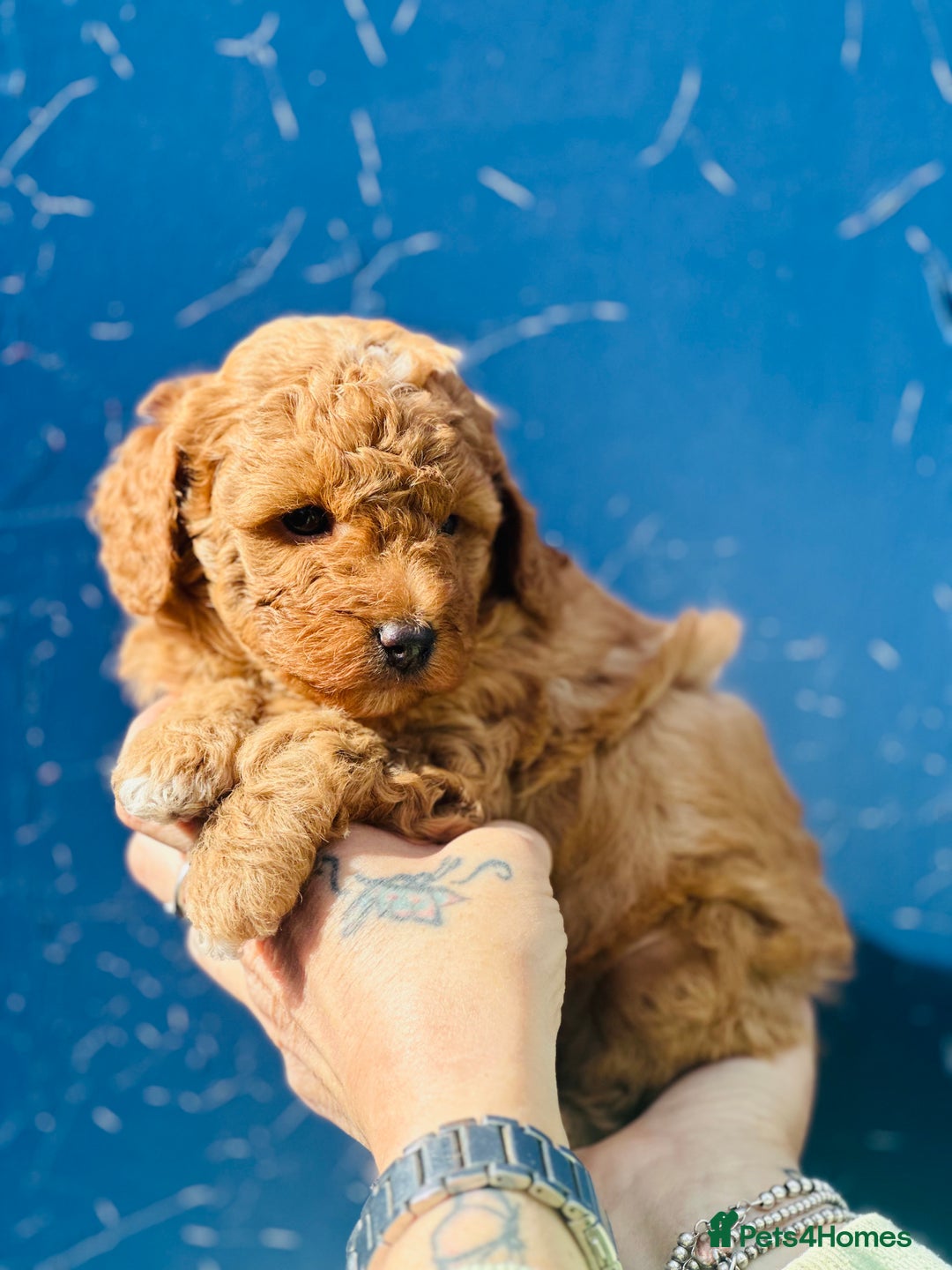 Miniature Poodle dogs for sale: Wow 🤩 how stunning  - Image 7