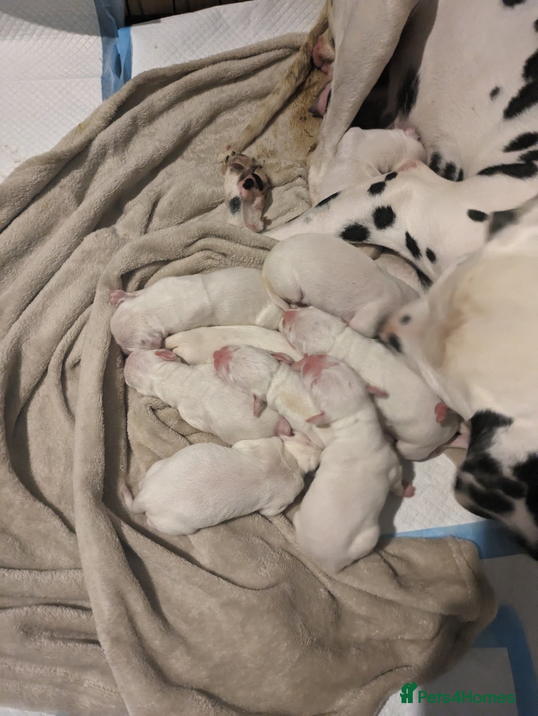 Dalmatian dogs for sale: Dalmatians for Sale - Image 2