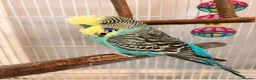 Budgerigars birds for sale: Klaus - budgie looking for a new home  in St. Ives - Advert 2