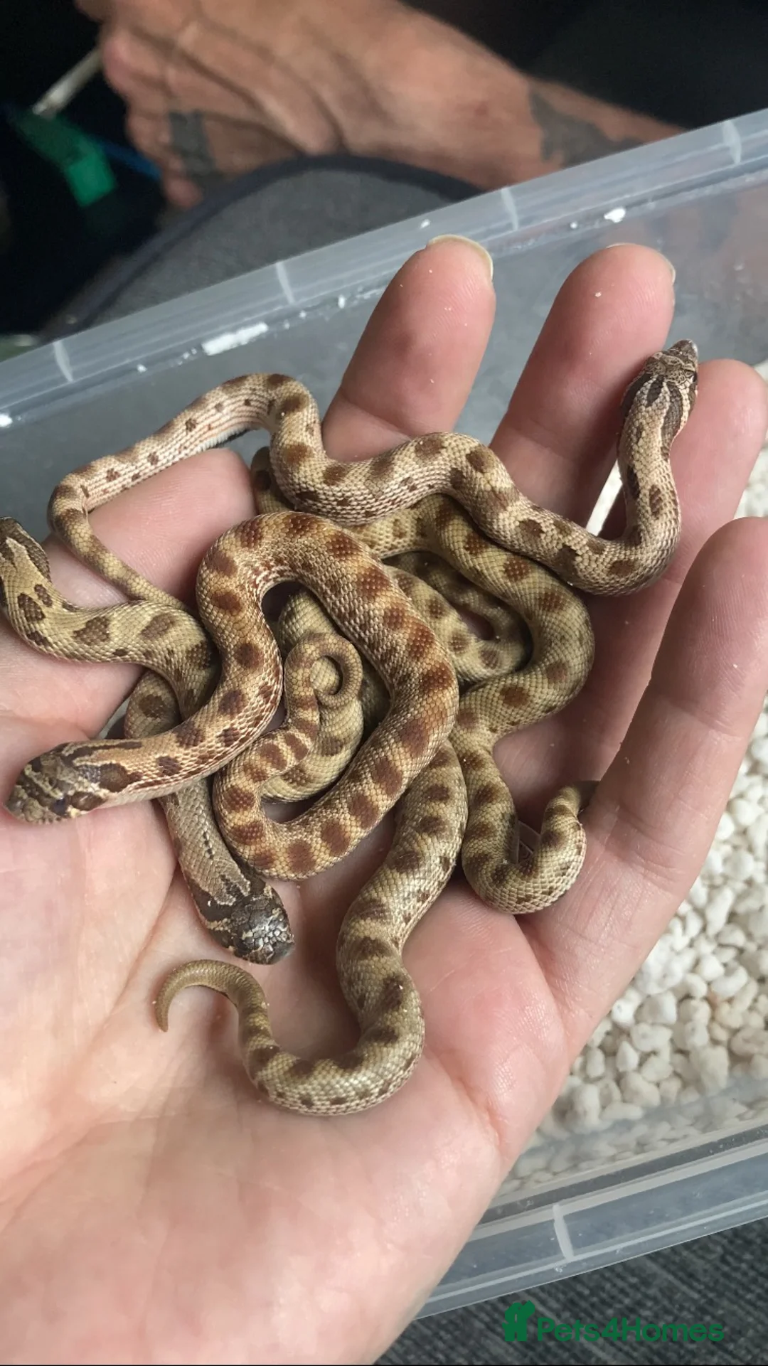 Snake reptiles for sale: Hognose’s available now 🐍🐍 Conda Quad hets - Advert 2