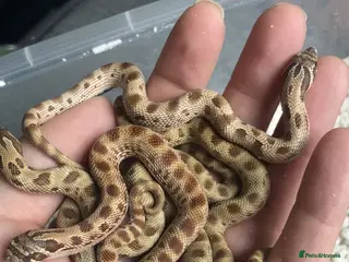 Snake reptiles Hognose’s available now 🐍🐍 Conda Quad hets - Advert 1