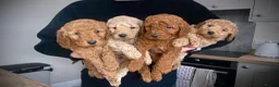 Goldendoodle dogs for sale: Stunning F1B Goldendoodles. Health tested DNA - Advert 1