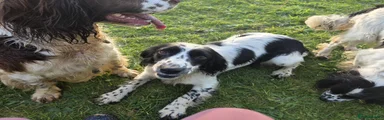 English Springer Spaniel  - Skye BW 