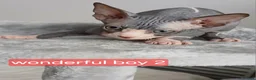Sphynx cats for sale: Beautiful  Sphynx kitten for sale  - Advert 8