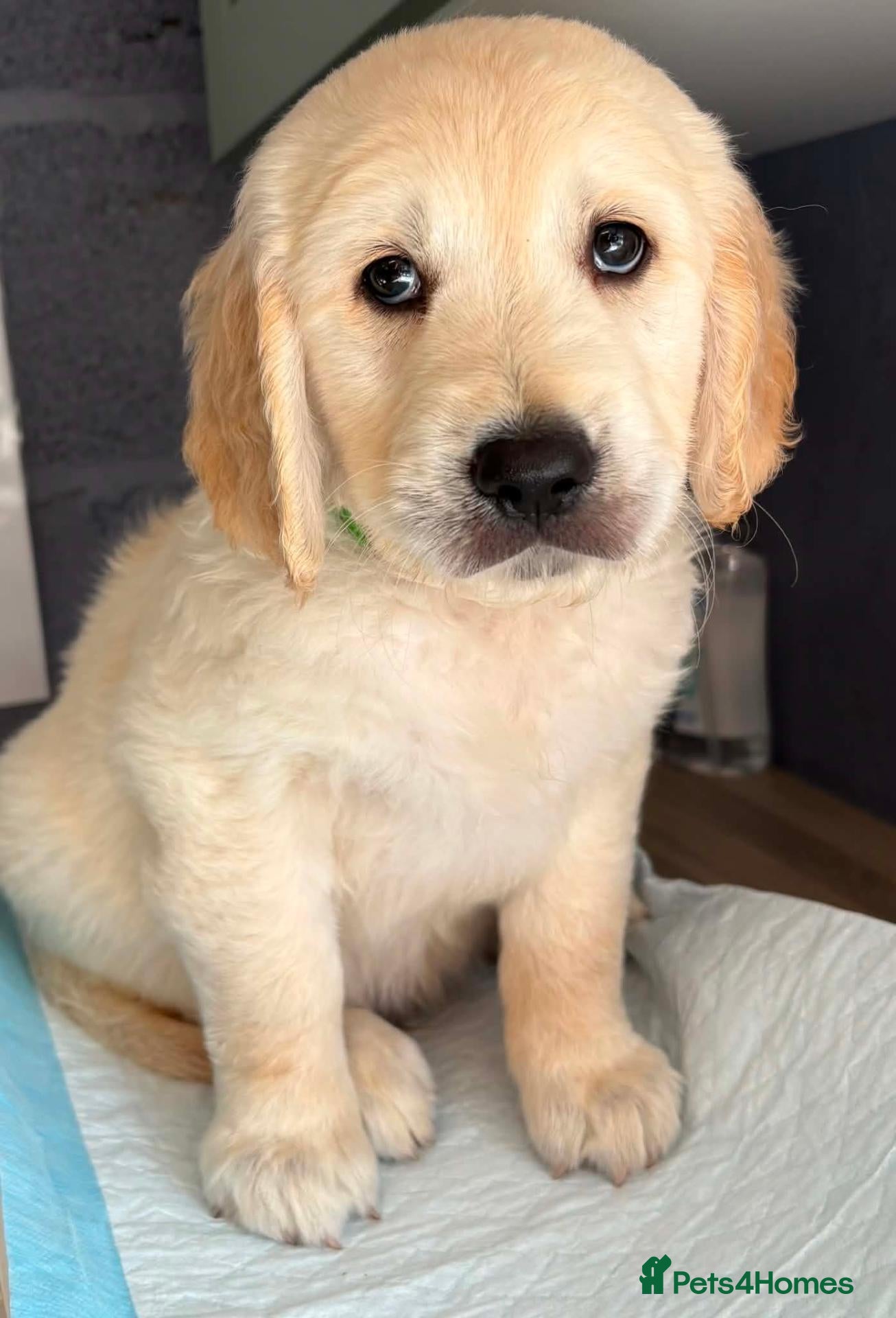 Golden Retriever dogs Chunky KC Golden Retriever Puppies - Advert 4