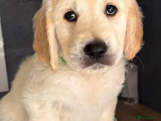 Golden Retriever dogs Chunky KC Golden Retriever Puppies - Advert 3