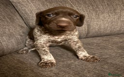 German Shorthaired Pointer dogs for sale: German shorthaired pointer puppies - Image 4