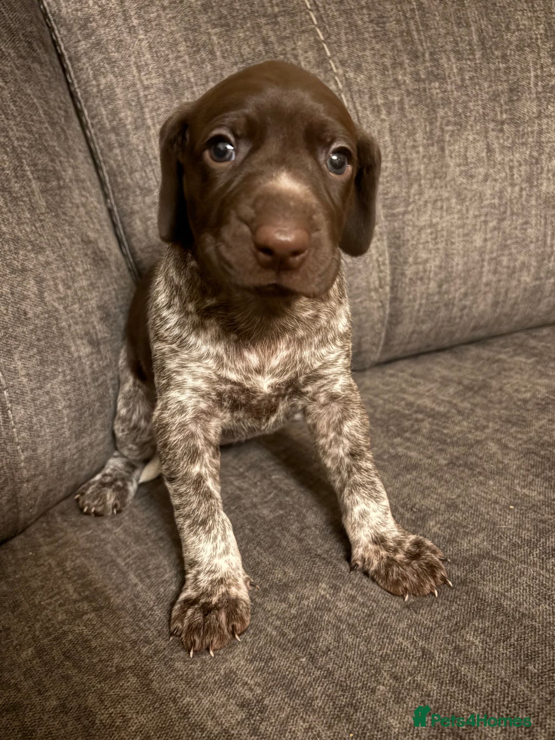 German Shorthaired Pointer dogs for sale: German shorthaired pointer puppies - Image 4