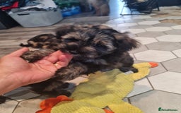 Mixed Breed dogs for sale: Mini Schnaucer/YorkshireTerrier Biewar - Image 9
