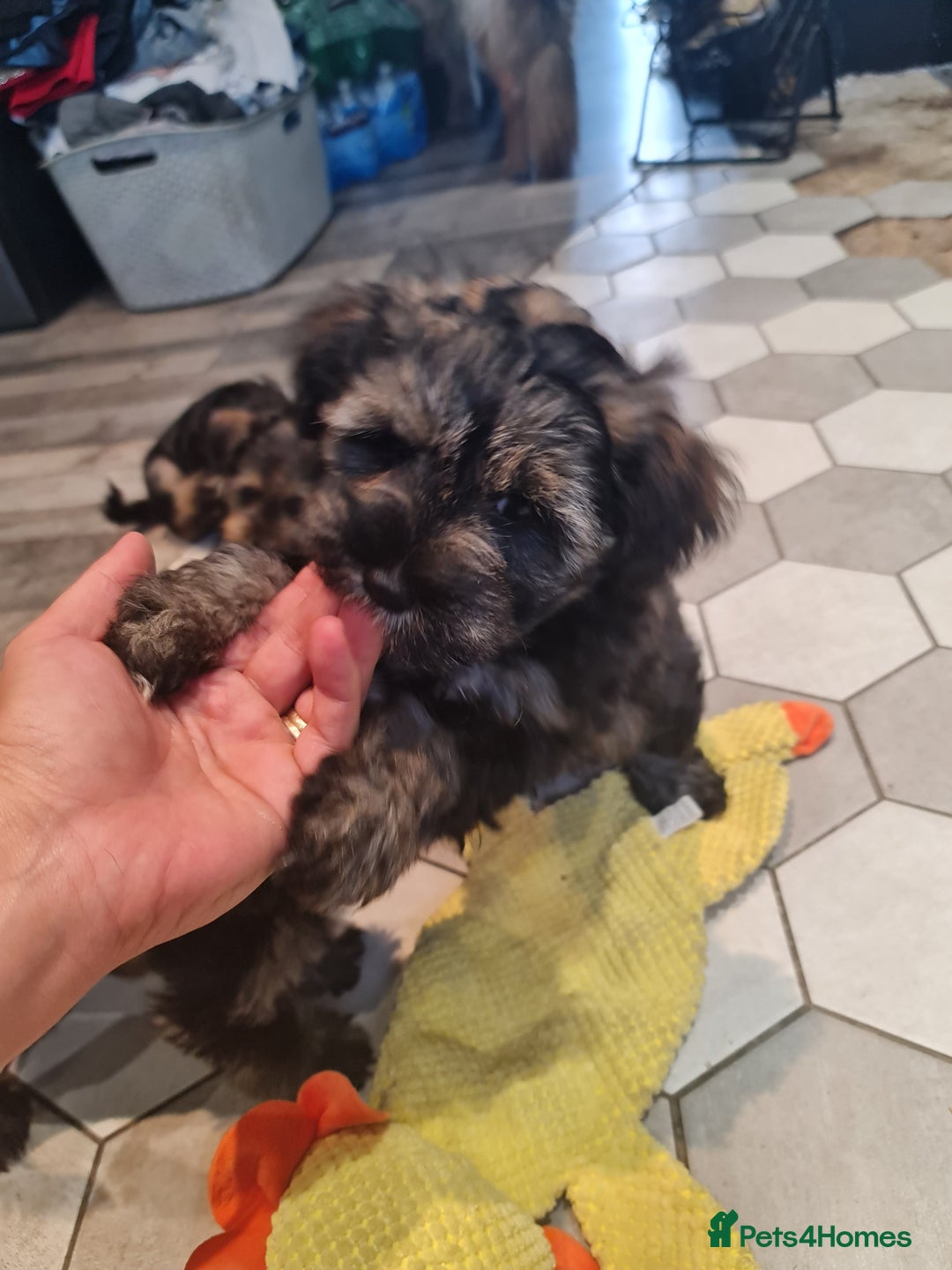 Mixed Breed dogs for sale: Mini Schnaucer/YorkshireTerrier Biewar - Image 9