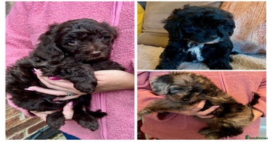 Cavapoo dogs - Advert 3