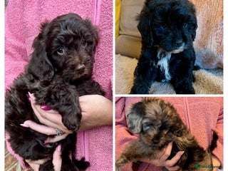 Cavapoo dogs - Advert 6