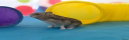 Hamster rodents for sale: Lovely female Russian hamster with set up  - Advert 4