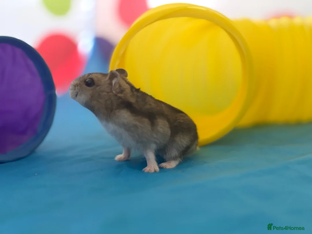 Hamster rodents for sale: Lovely female Russian hamster with set up  - Advert 4