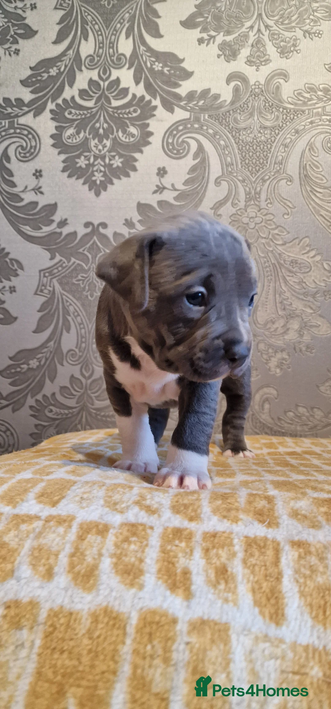 Staffordshire Bull Terrier dogs for sale: Staffordshire Bull terrier puppies  - Advert 7