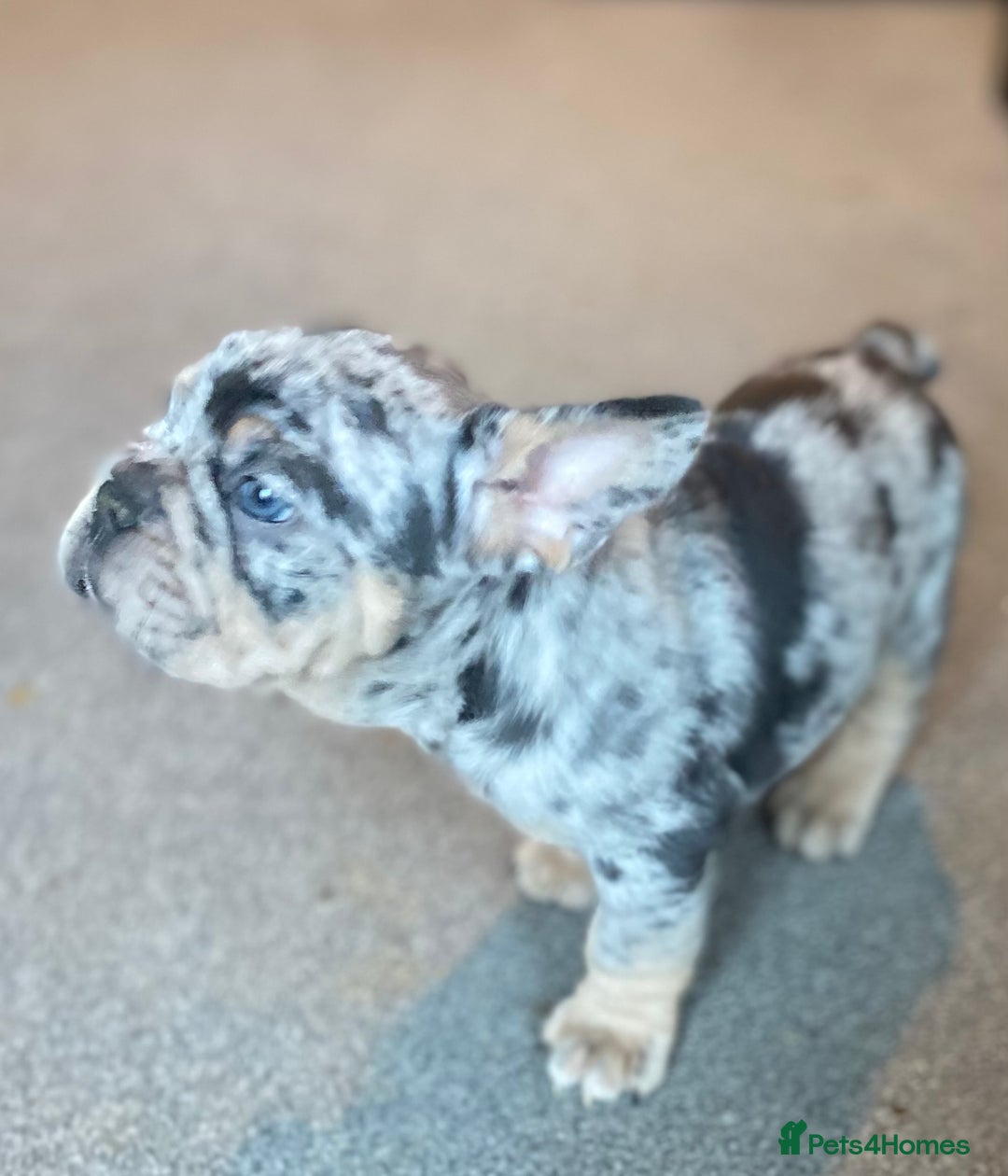 French Bulldog dogs for sale: FLUFFY AND PINK CARRIERS  - Advert 7