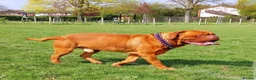 Dogue De Bordeaux dogs for stud: DDB STUD WELL PROVEN- CAN TRAVEL in Slough - Advert 2