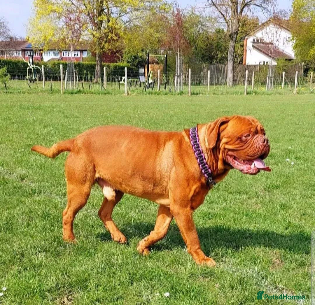 Dogue De Bordeaux dogs for stud: DDB STUD WELL PROVEN- CAN TRAVEL in Slough - Advert 2