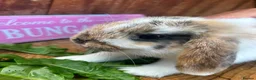 Mini Lop rabbits for sale: Beautiful Minilops for sale - Advert 7