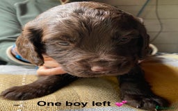 Cocker Spaniel dogs for sale: Beautiful KC Registered Cocker Spaniels - Image 11