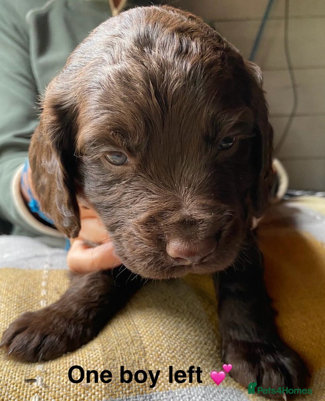 Cocker Spaniel dogs for sale: Beautiful KC Registered Cocker Spaniels - Image 11