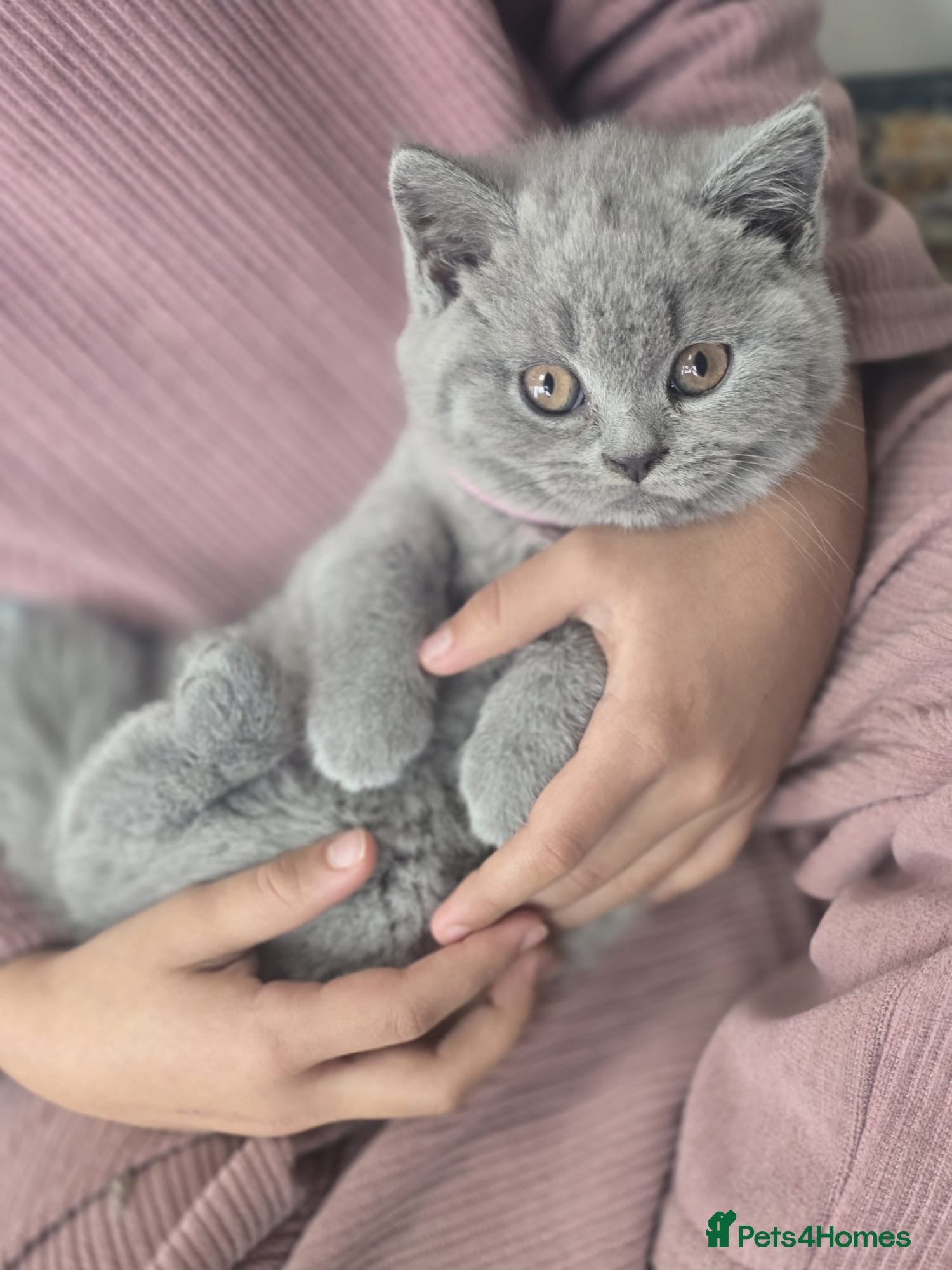 British Shorthair cats Chunky British shorthair kittens  - Advert 8