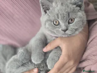British Shorthair cats Chunky British shorthair kittens - Advert 1