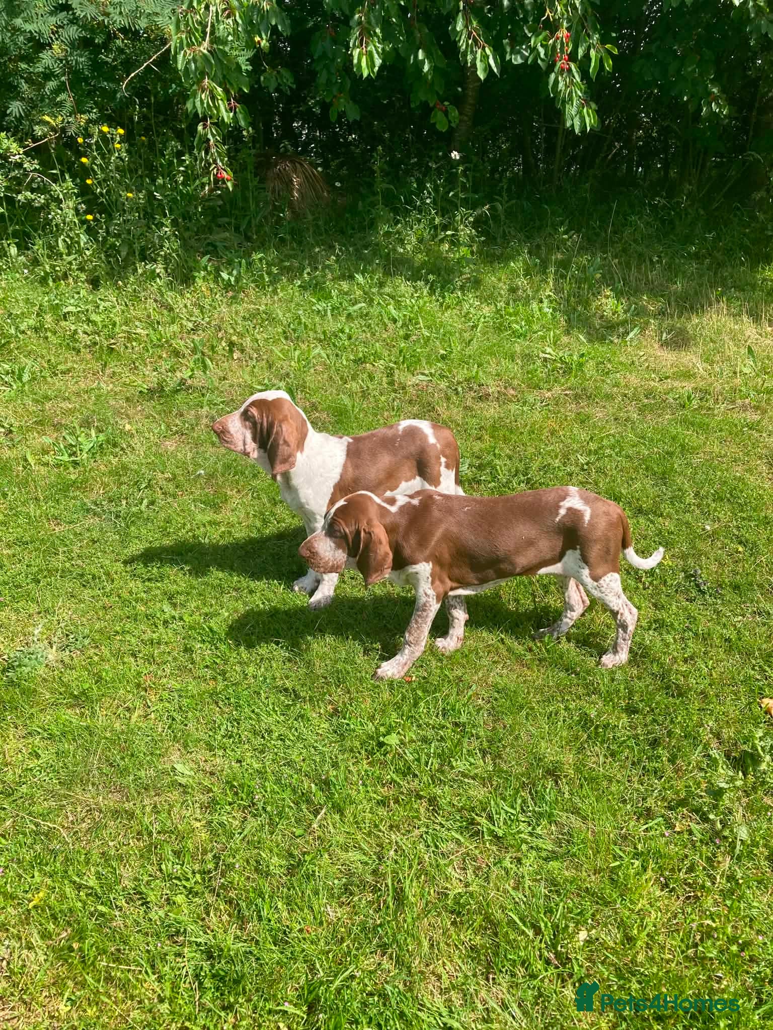 Bracco Italiano dogs Wonderful litter  - Advert 1