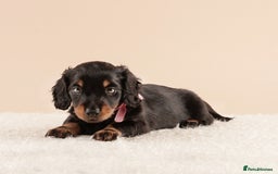 Miniature Dachshund dogs for sale: KC REG long hair miniature dachshund  - Image 4