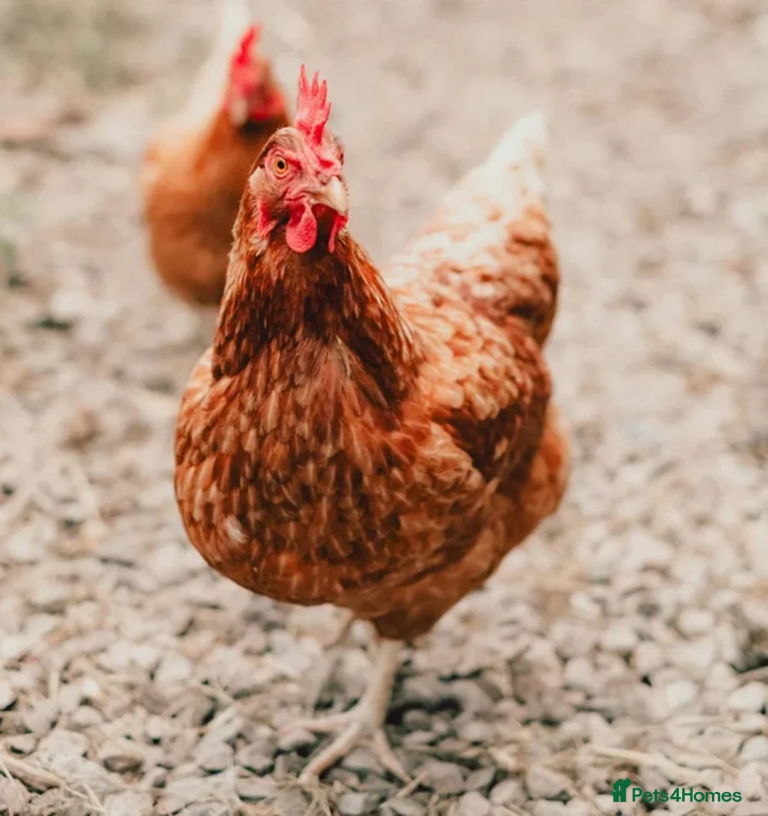 Mixed Breed poultry for sale: Point of Lay Hybrid Hens – Fully Vaccinated in Cinderford - Advert 9