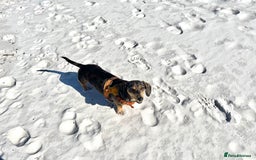 Dachshund dogs for sale: Adorable Male Dachshund Looking for a Loving Home - Image 9