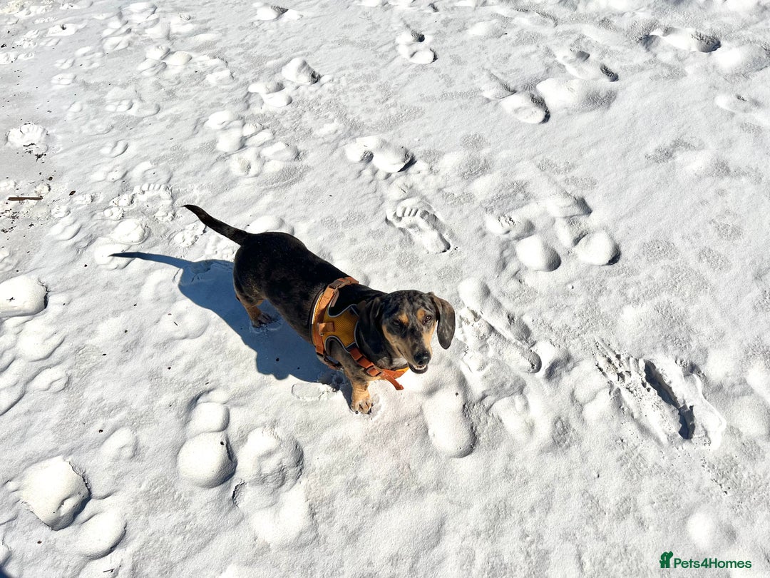 Dachshund dogs for sale: Adorable Male Dachshund Looking for a Loving Home - Image 9