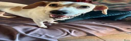 Mixed Breed dogs for sale: Meet Polly  - Advert 6