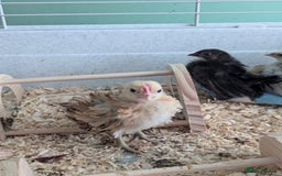 Chickens poultry for sale: Tiny Serama chicks (world's smallest chicken) - Image 5