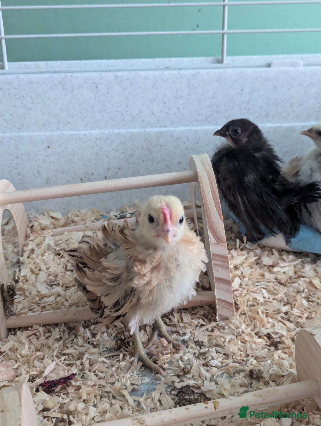 Chickens poultry for sale: Tiny Serama chicks (world's smallest chicken) - Image 5