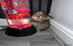 Persian cats for sale: Persian Kitten  - Image 1