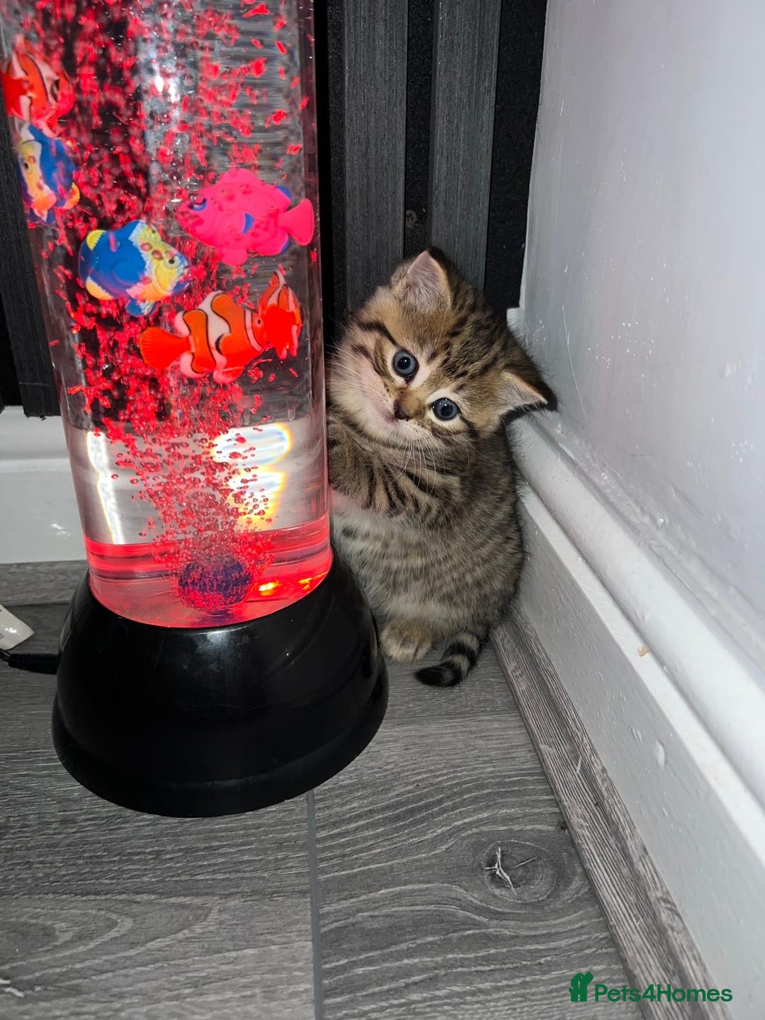 Persian cats for sale: Persian Kitten  - Image 1