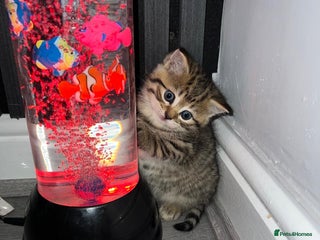 Persian cats - Advert 14