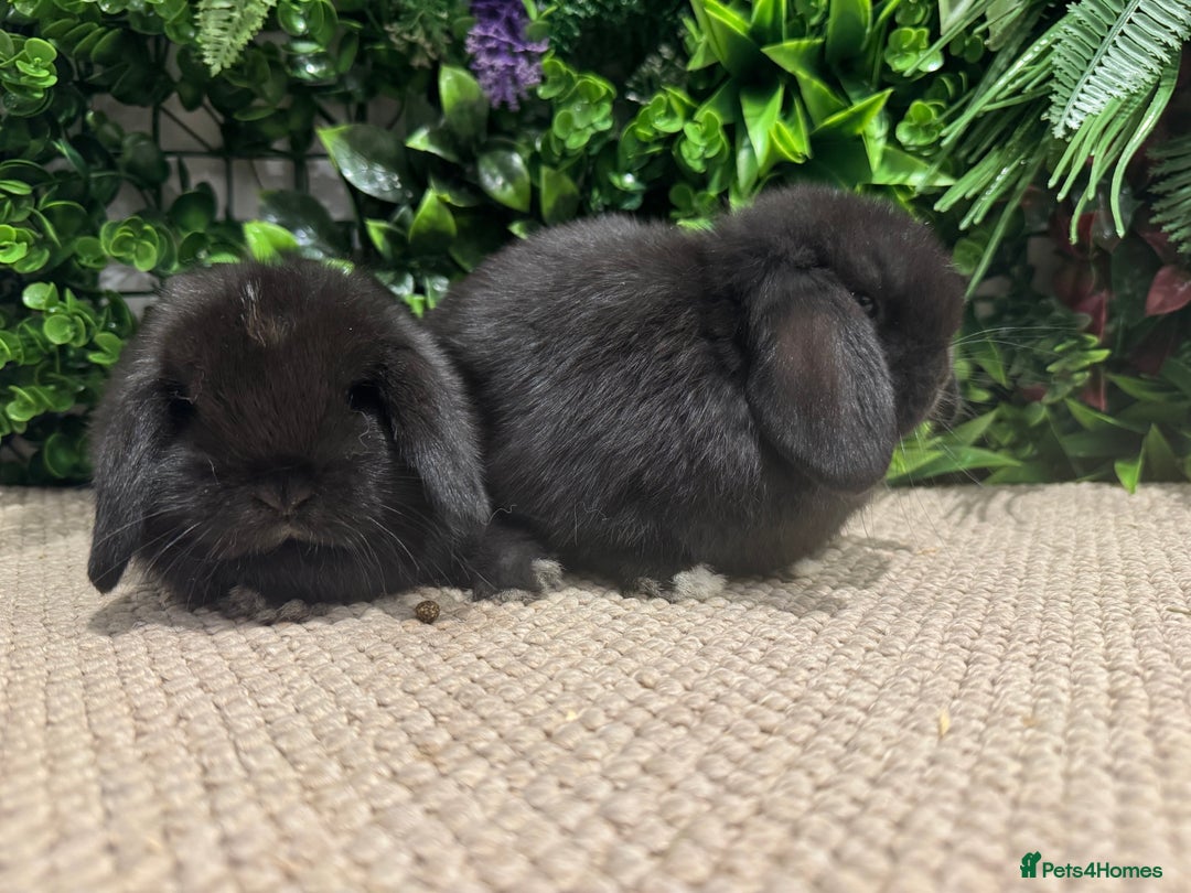 Mini Lion Lop rabbits for sale: 5 mini lops ready to reserve  - Advert 3