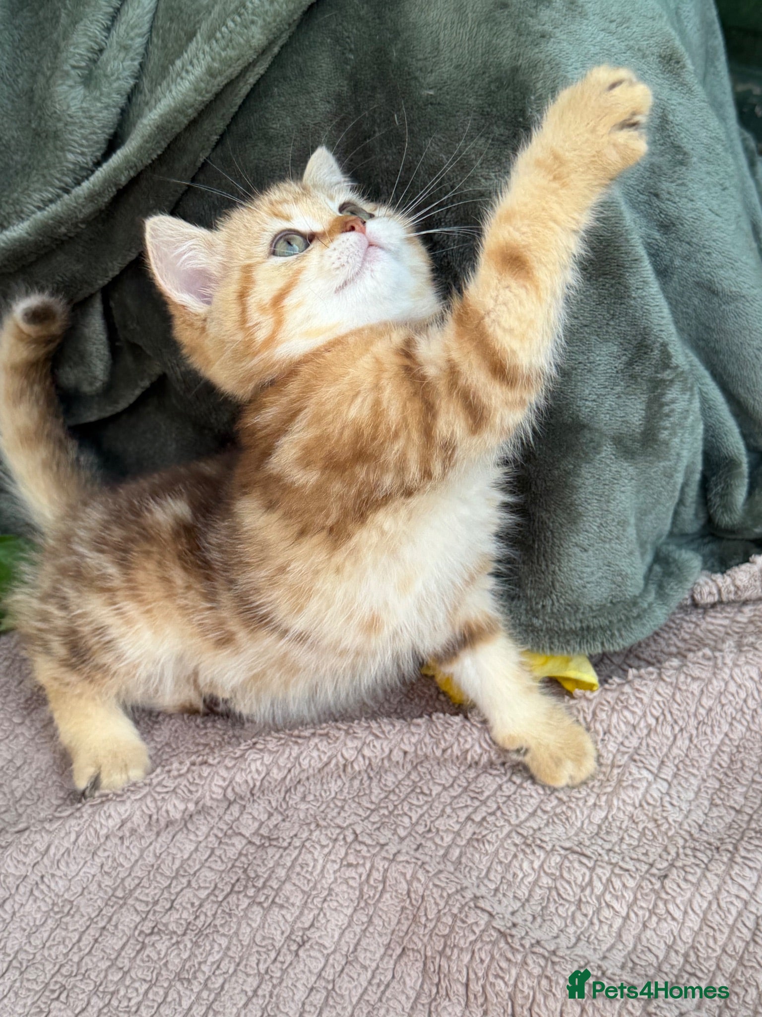 British Shorthair cats British Sh golden odd /blue eyed kittens GCCF  - Advert 13