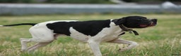 Pointer dogs for stud: Proven Health tested pointer  in Doncaster - Advert 2