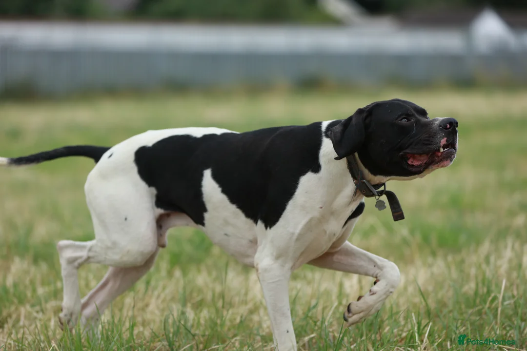 Pointer dogs for stud: Proven Health tested pointer  in Doncaster - Advert 2