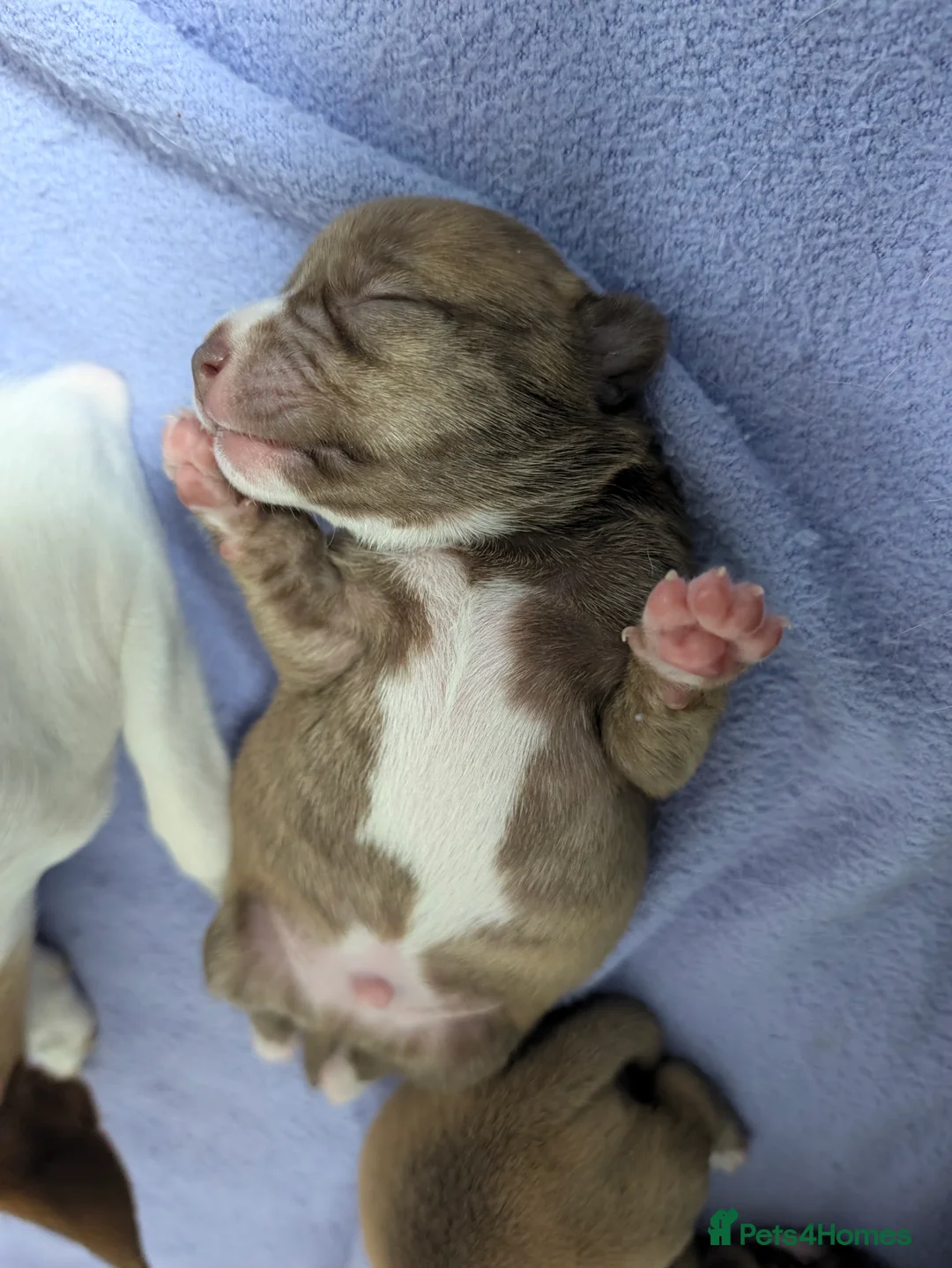 Chihuahua dogs for sale: Beautiful Chihuahua Puppies – 3 Girls & 1 Boy - Advert 32