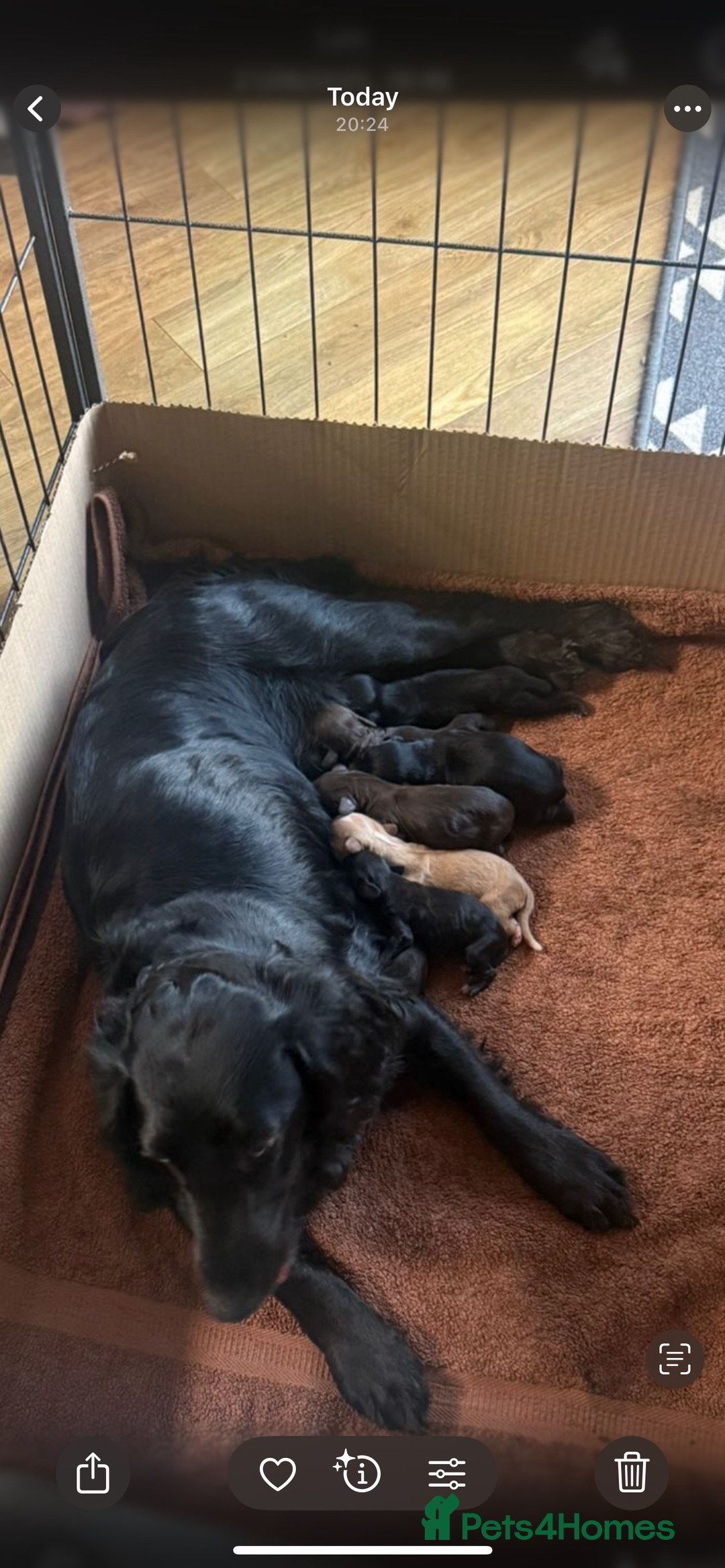 Cocker Spaniel dogs for sale: KC Working Cocker Spaniels available now - Image 20